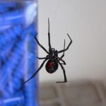蜘蛛の夢は怖い？襲われる、噛まれる、殺虫剤を吹き付ける夢の意味を紹介します！