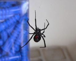 蜘蛛 夢 怖い 襲われる 噛まれる 殺虫剤