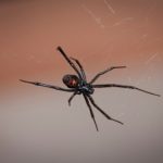 蜘蛛を退治するための殺虫剤と手作りの忌避剤とは？
