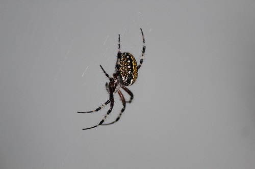 蜘蛛 対策 家 室内 玄関