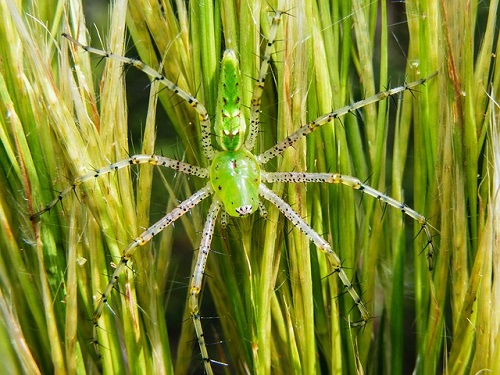 お腹 緑色 蜘蛛