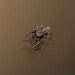 家でよく見かける茶色くて小さい蜘蛛と大きい蜘蛛はどんな蜘蛛？