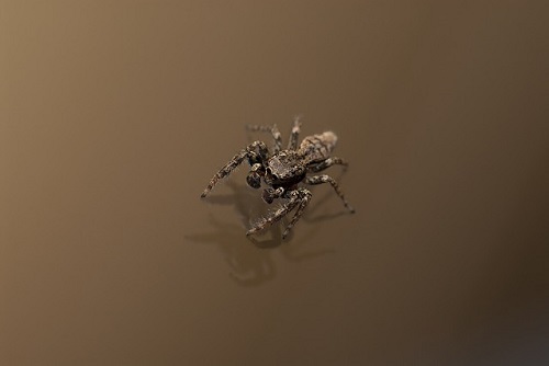 蜘蛛 家 茶色 小さい 大きい