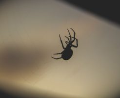 蜘蛛 家 黒 小さい 大きい