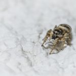 蜘蛛に噛まれるとどんな症状が出るのか？かゆい？膿が出る？