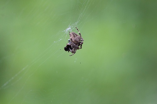 蜘蛛 種類 日本 小さい 大きい