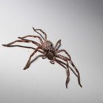 室内にいる蜘蛛の種類と原因及び対処の仕方とは？