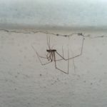 足が長い白い蜘蛛の正体は？大きいのもいれば小さいものいる