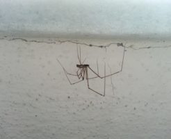 蜘蛛 白い 小さい 大きい 足が長い