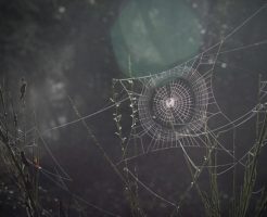 蜘蛛 発生 巣 時間