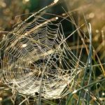 蜘蛛の糸の繊維で服を作ることが出来るって本当？