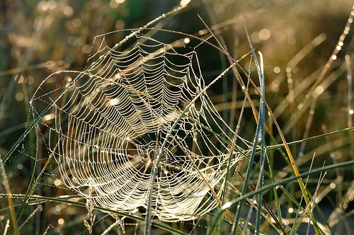 蜘蛛 糸 繊維 服