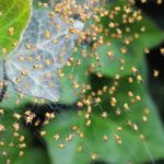 蜘蛛の繁殖、産卵の時期っていつ？