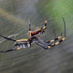 意外と知らない蜘蛛の『糸・口・巣・眼』の構造とは？