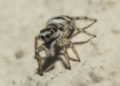 赤や黒の小さい蜘蛛の種類とは 蜘蛛研究室