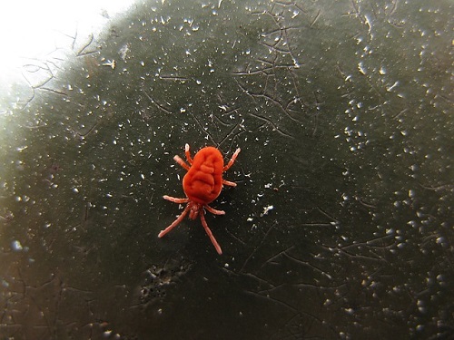 蜘蛛 赤ちゃん 赤色