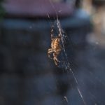 大小は色々？1cmや5cmで茶色い蜘蛛はどんな種類がいる？