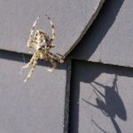 天井を見て驚き！蜘蛛はなぜ家の壁や天井にくっついているの？