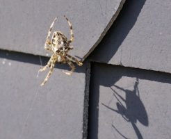 蜘蛛 壁 天井 家 なぜ