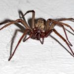 アパートやマンションに出る蜘蛛の種類と原因、対策とは？