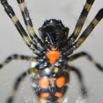 毒はどれほどのもの？蜘蛛に刺された場合の症状、処置の仕方