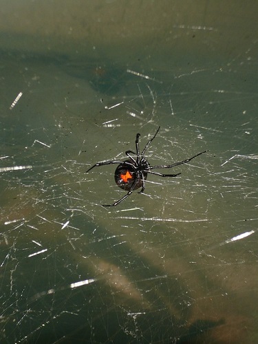 蜘蛛 赤い 小さい １ｃｍ 駆除 方法