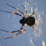 日本で良く見る蜘蛛の種類や数は？世界には何種類の蜘蛛が居るのか？