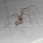 家で見る赤く小さい蜘蛛と大きく細い蜘蛛は何？