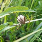 蜘蛛の出産・孵化・子供の数について