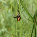 毒を持つのは外来種が危険？日本にいる毒を持つ蜘蛛、その見分け方とは？
