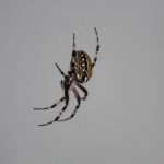 蜘蛛を家の室内や玄関に入れない対策法