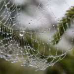 北海道地域の家に出没する蜘蛛の種類