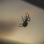 家でよく見かける黒くて小さい蜘蛛と大きい蜘蛛はどんな蜘蛛？