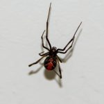 お腹が赤い蜘蛛は危険！？日本にはお腹が赤い蜘蛛はどのくらいいるのか？