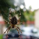 家に出る蜘蛛の子供の駆除方法