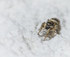 蜘蛛 噛まれる 症状 かゆい 膿