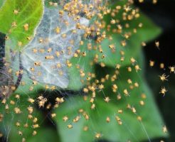 蜘蛛 繁殖 産卵 時期