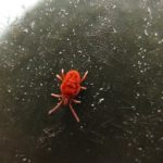 赤色の蜘蛛の種類は何？小さいけど赤ちゃんなのか大人なのか？