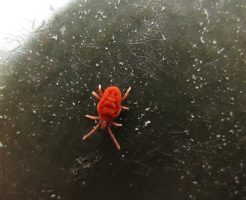 蜘蛛 赤ちゃん 赤色